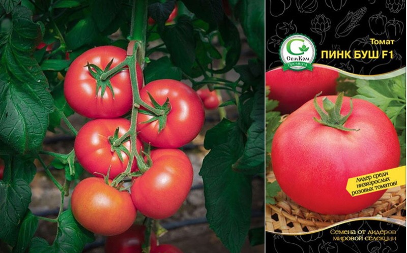 graines de tomate buisson rose