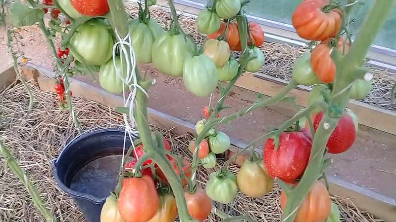 variété de tomate à haut rendement
