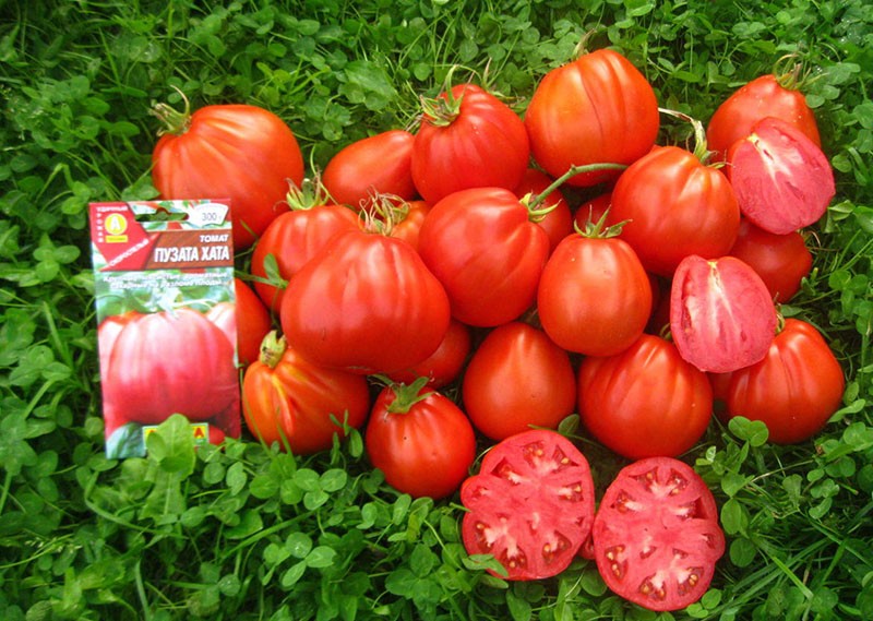 hutte de ventre de tomate