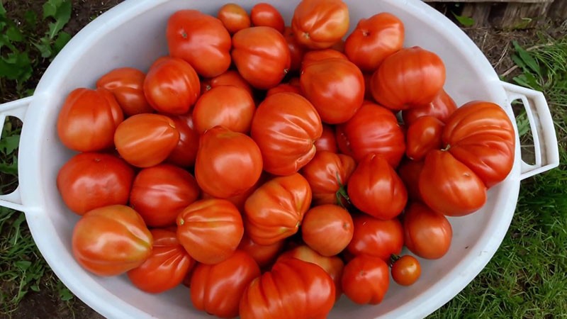 la récolte des tomates potbelly hutte