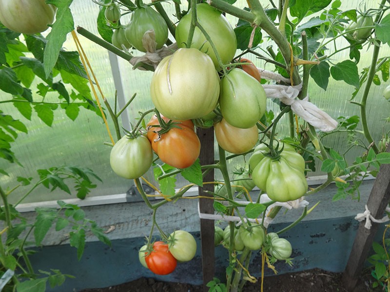 hutte de ventre de tomate en croissance
