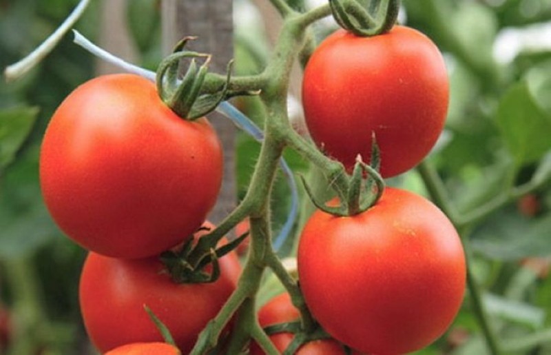 Descripción de la variedad de tomate semko sindbad