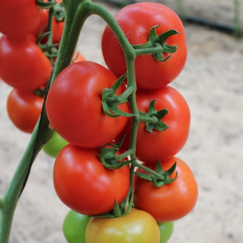 pros y contras del tomate semko sindbad