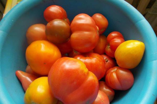 tomates para jugo