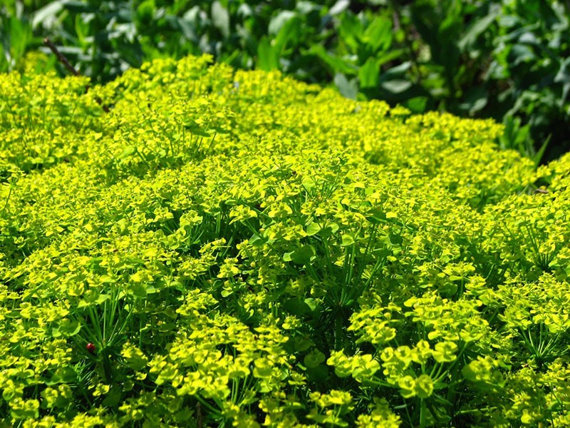 spurge de ciprés en el sitio