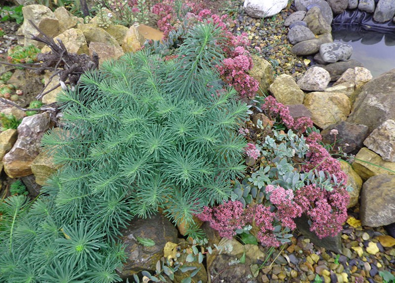 spurge de ciprés en el macizo de flores