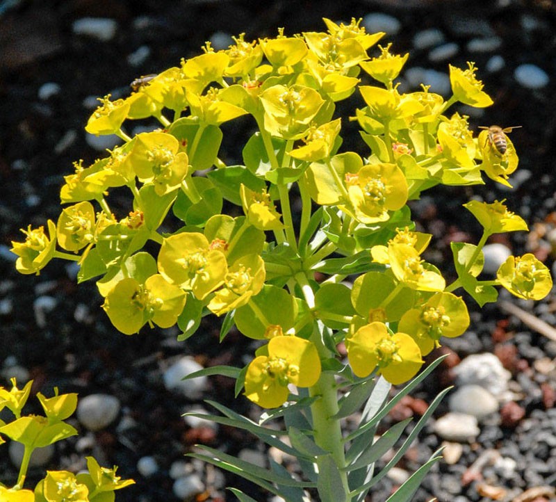 Inflorescencias umbeladas de algodoncillo de ciprés