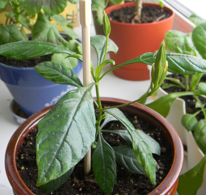 transplanter des boutures enracinées dans un pot spacieux