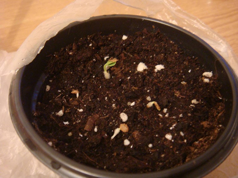 los primeros brotes de semillas de crossandra