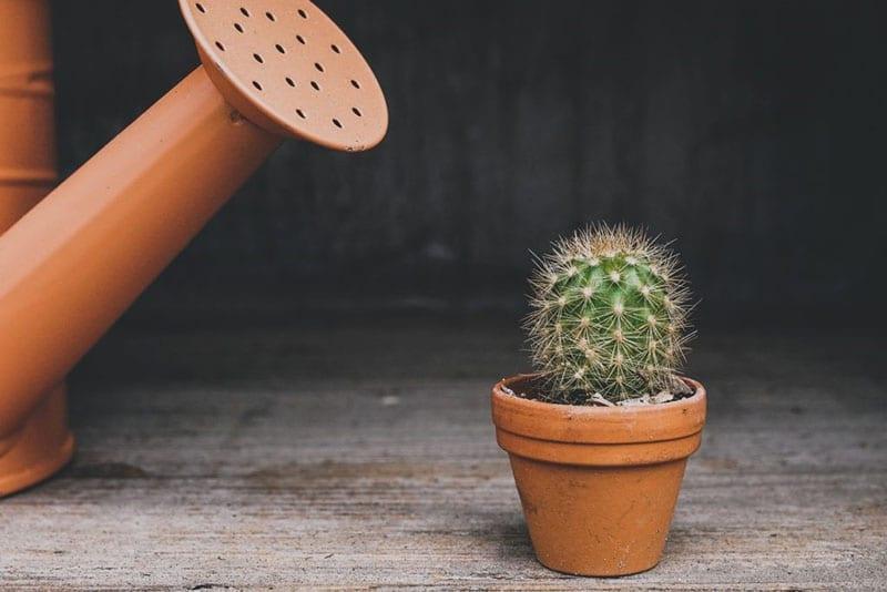 arrosage modéré des cactus