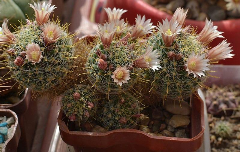 cactus florecido