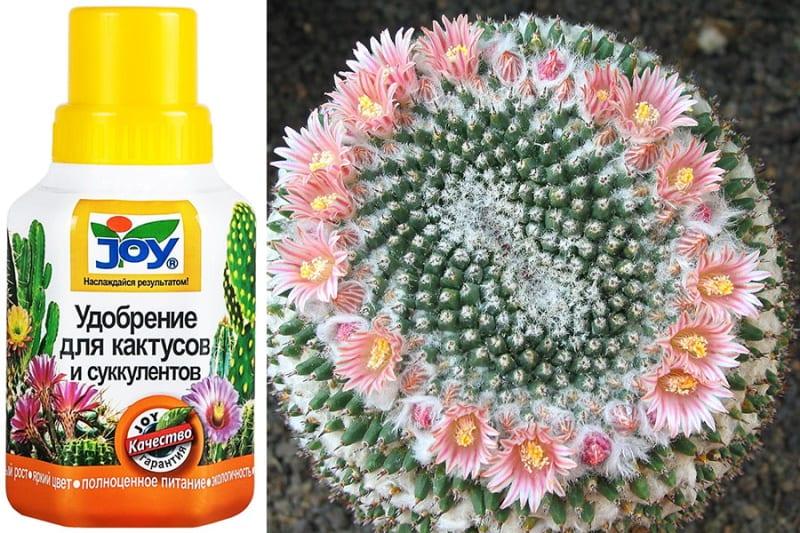 fertilizante para mammillaria