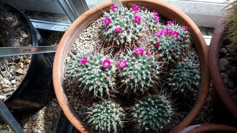 reproducción de mammillaria