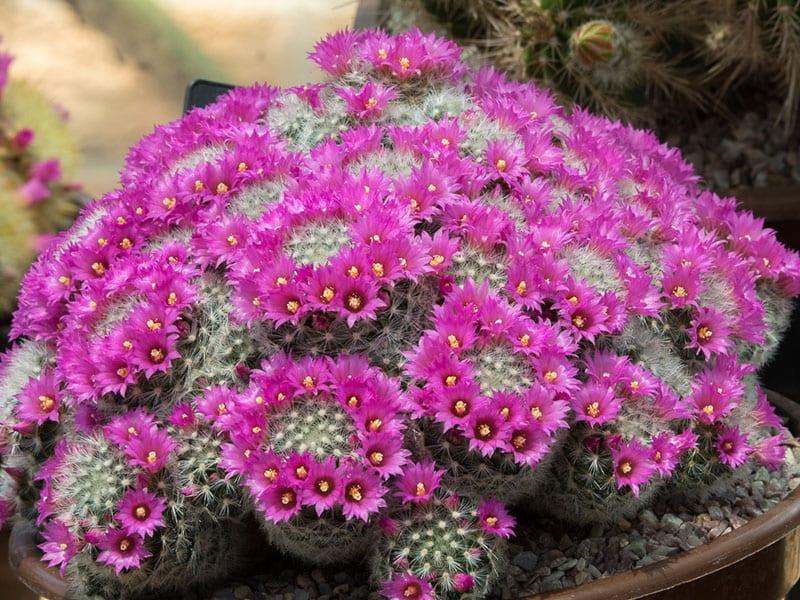 hermoso cactus sin pretensiones