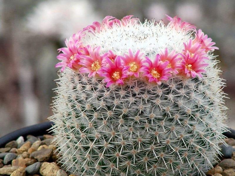 Mammillaria florece