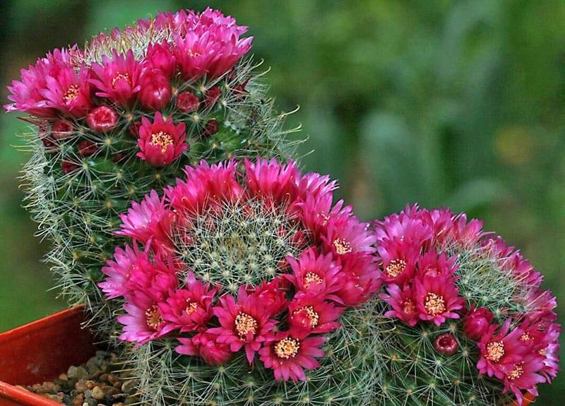 prendre soin d'un cactus mamillaire à la maison