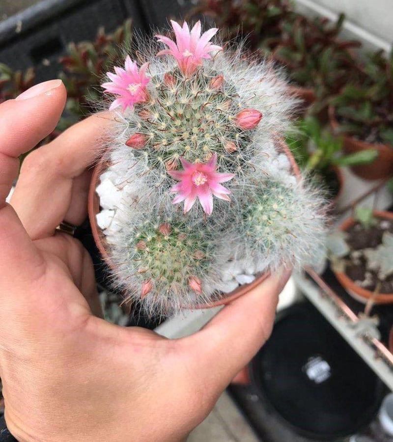 cuidando mammillaria