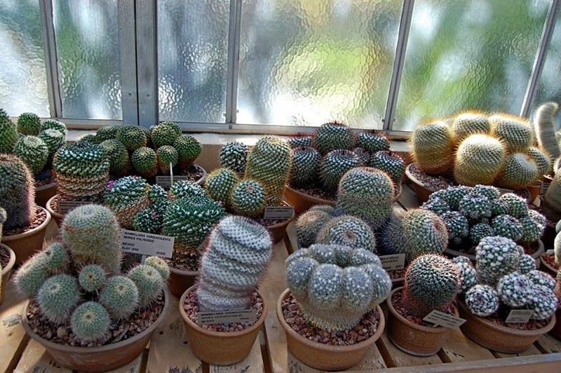 endroit où poussent les cactus