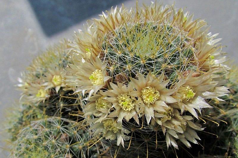 mamillaria con buen cuidado