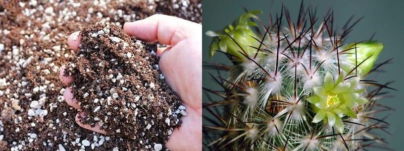 suelo para el cultivo de mammillaria