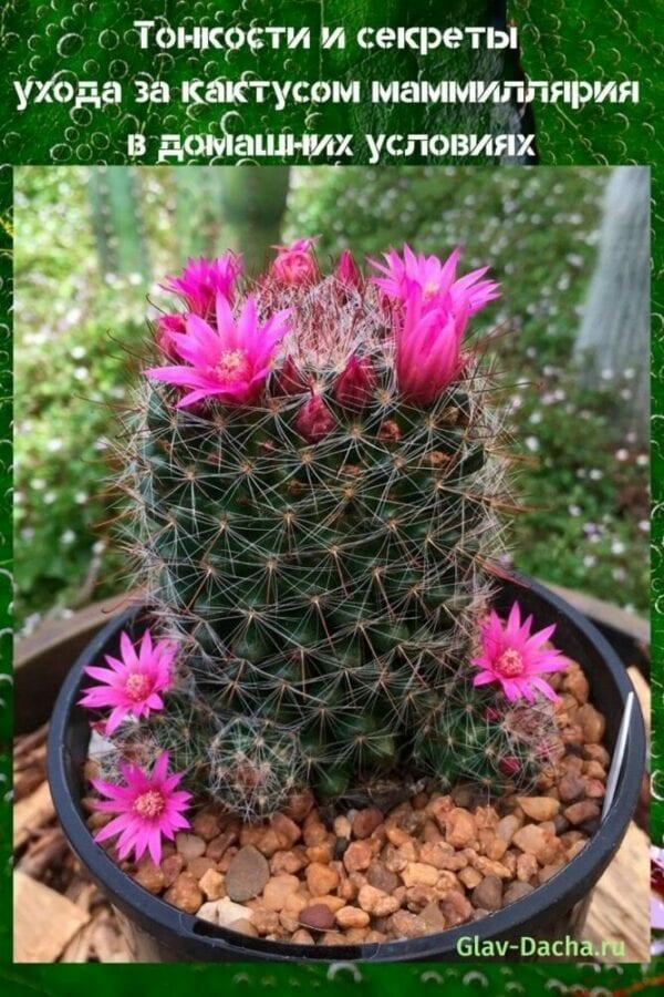 cuidando un cactus mammillaria en casa