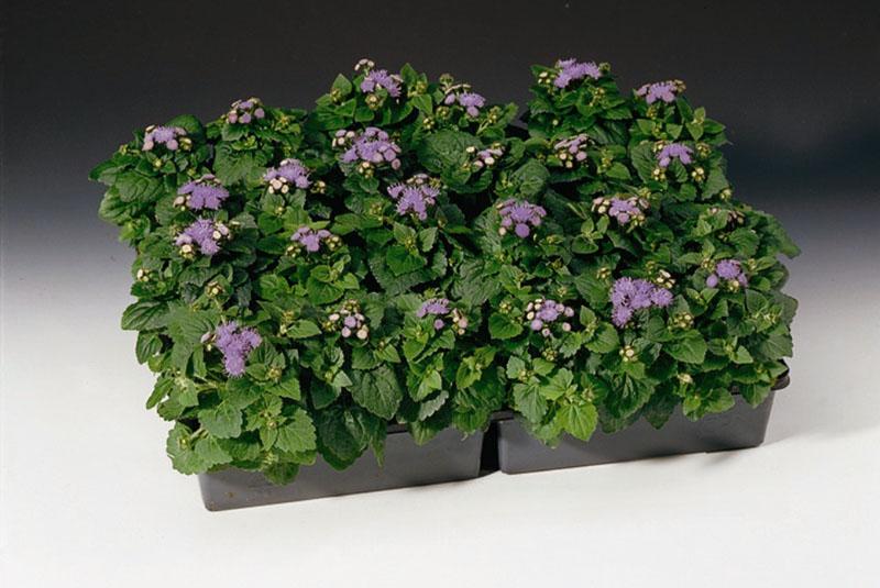 plants d'ageratum à planter en pleine terre