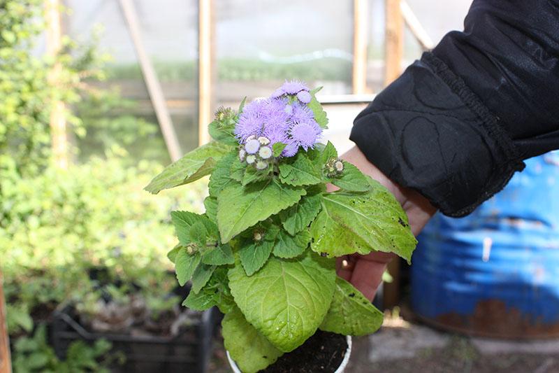 heure de débarquement de l'ageratum