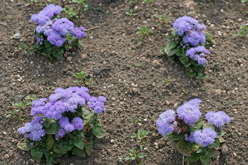 ageratum de semillas en campo abierto