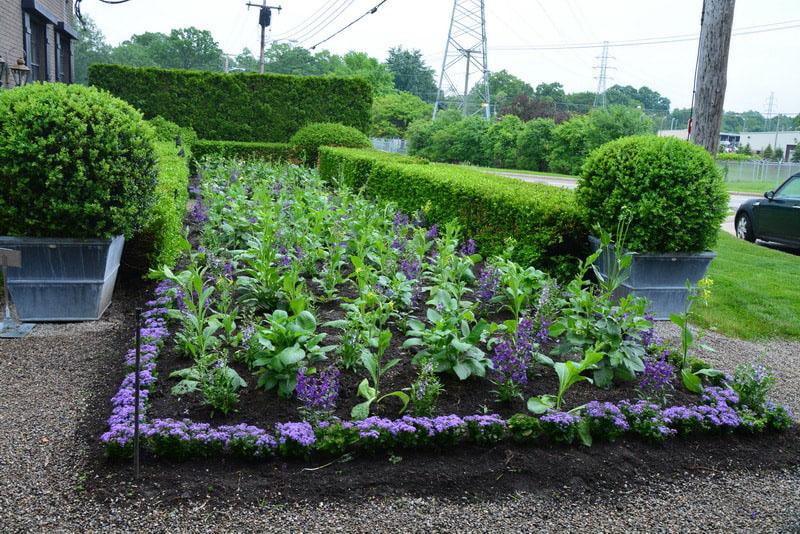 parterre de fleurs avec ageratum