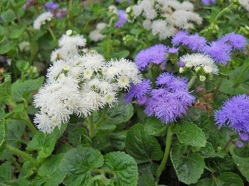 ageratum cultivado a partir de semillas