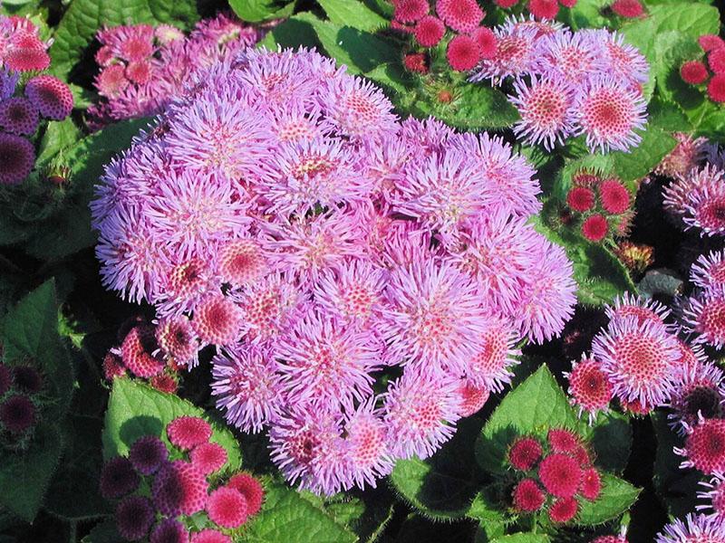 hermosas variedades de ageratum