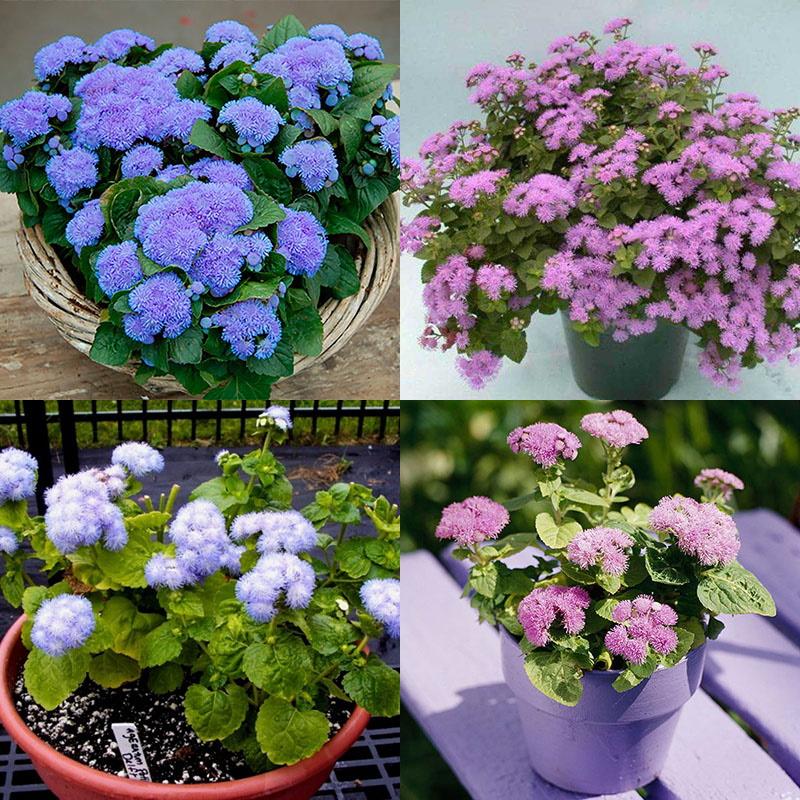 les meilleures variétés d'ageratum