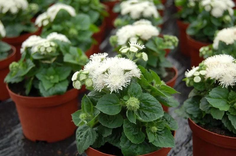 plántulas de ageratum a partir de semillas