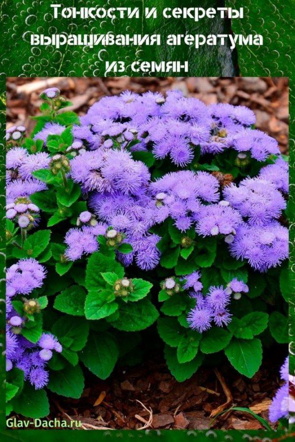 ageratum à partir de graines