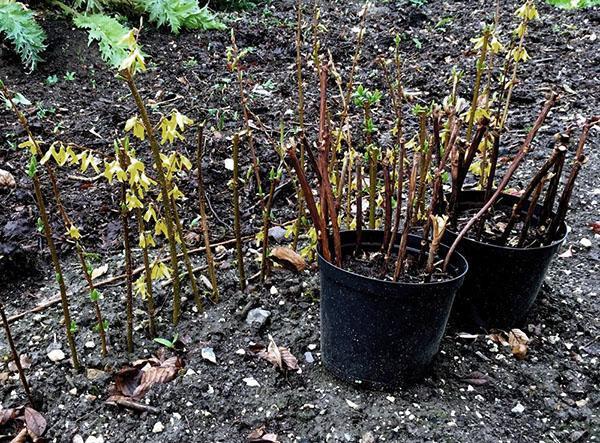 propagation du forsythia par bouturage