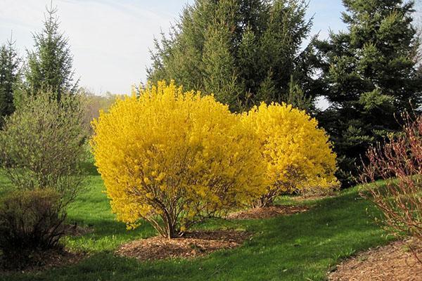 lugar soleado para forsythia