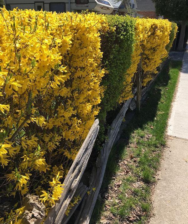 haie de forsythia