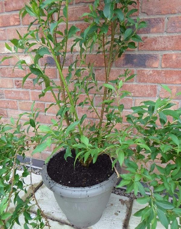 forsythia como cultivo en maceta