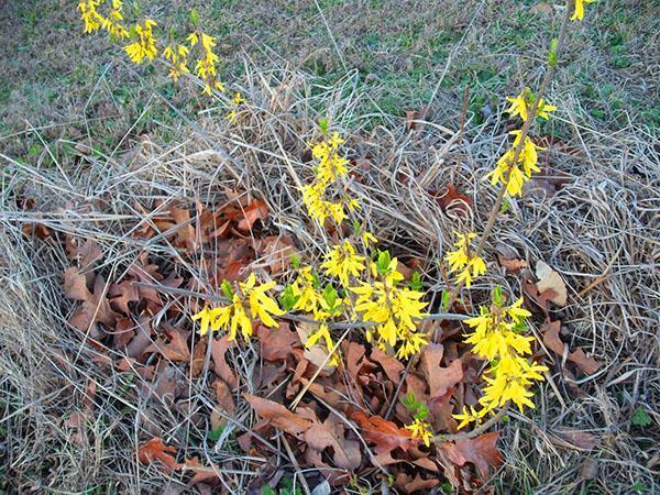 acolchado de un arbusto de forsythia joven