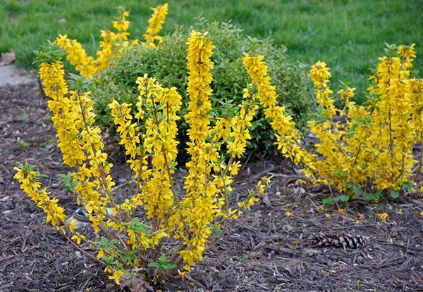 flores de forsythia, plantadas en otoño