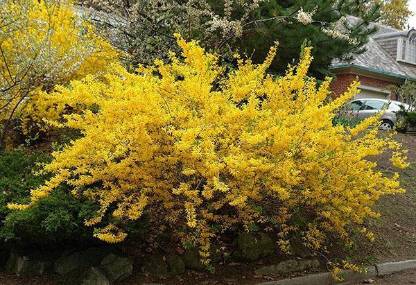 forsythia a besoin d'être taillé et nourri