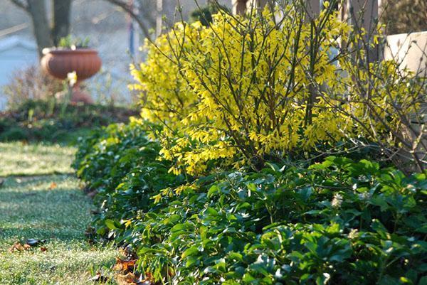 le forsythia fleurit dans le jardin