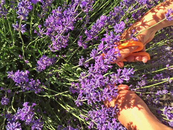 cortar flores de lavanda