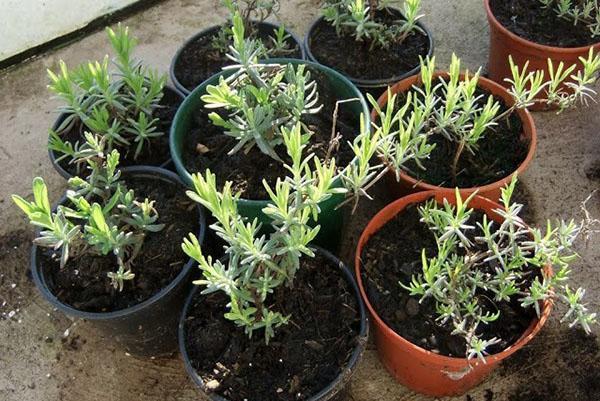 lavanda en maceta