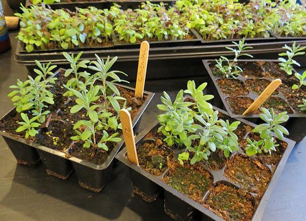 Las plántulas de lavanda están listas para plantar en el suelo.