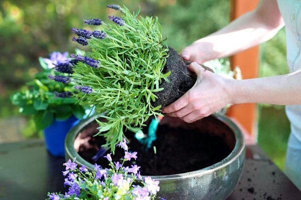 trasplantar y dividir un arbusto de lavanda