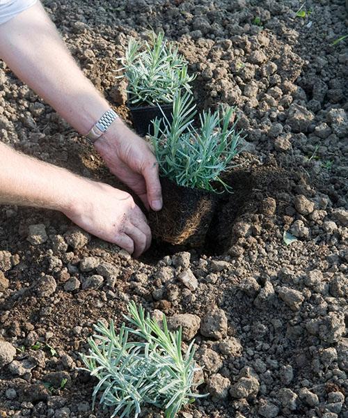 plantando lavanda en campo abierto