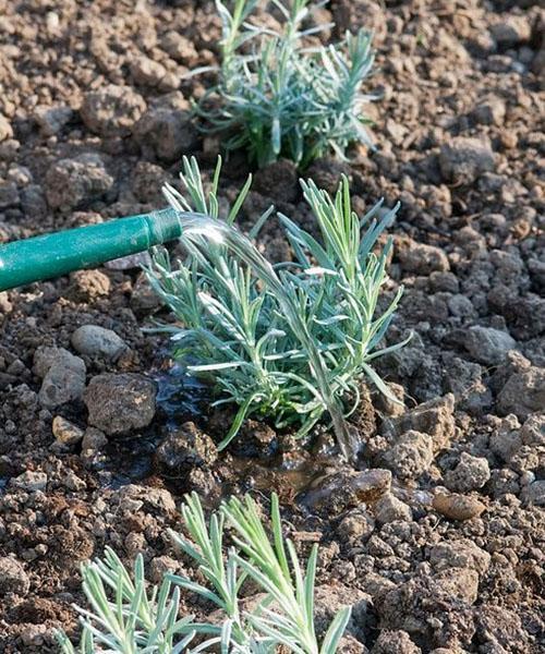 regar la lavanda inmediatamente después de plantar