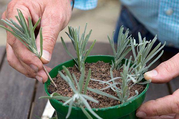 propagación de lavanda por esquejes