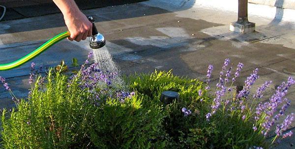 regando un macizo de flores de lavanda